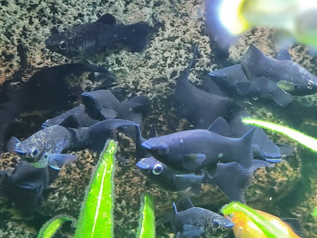 Black Molly's te koop, Poisson, Poisson d'eau douce