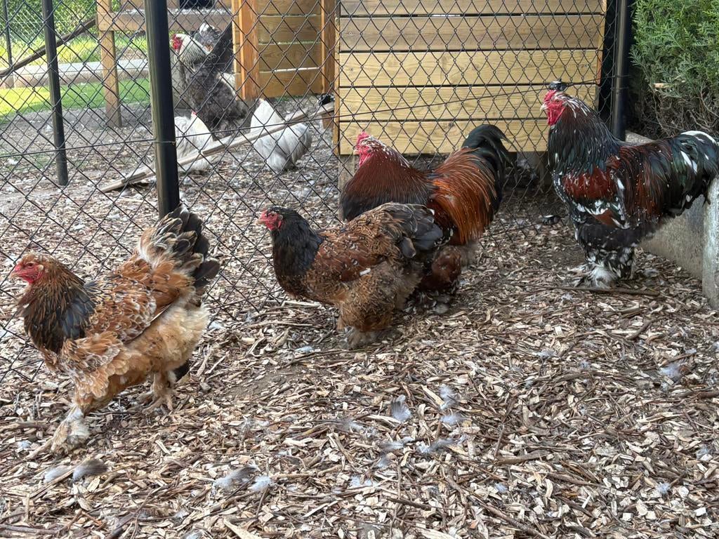 2 koppels brahma rood porselein, Dieren en Toebehoren