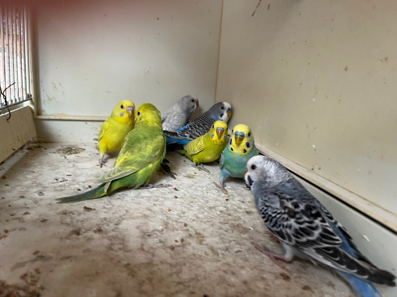 Grasparkietjes, Dieren en Toebehoren, Geringd