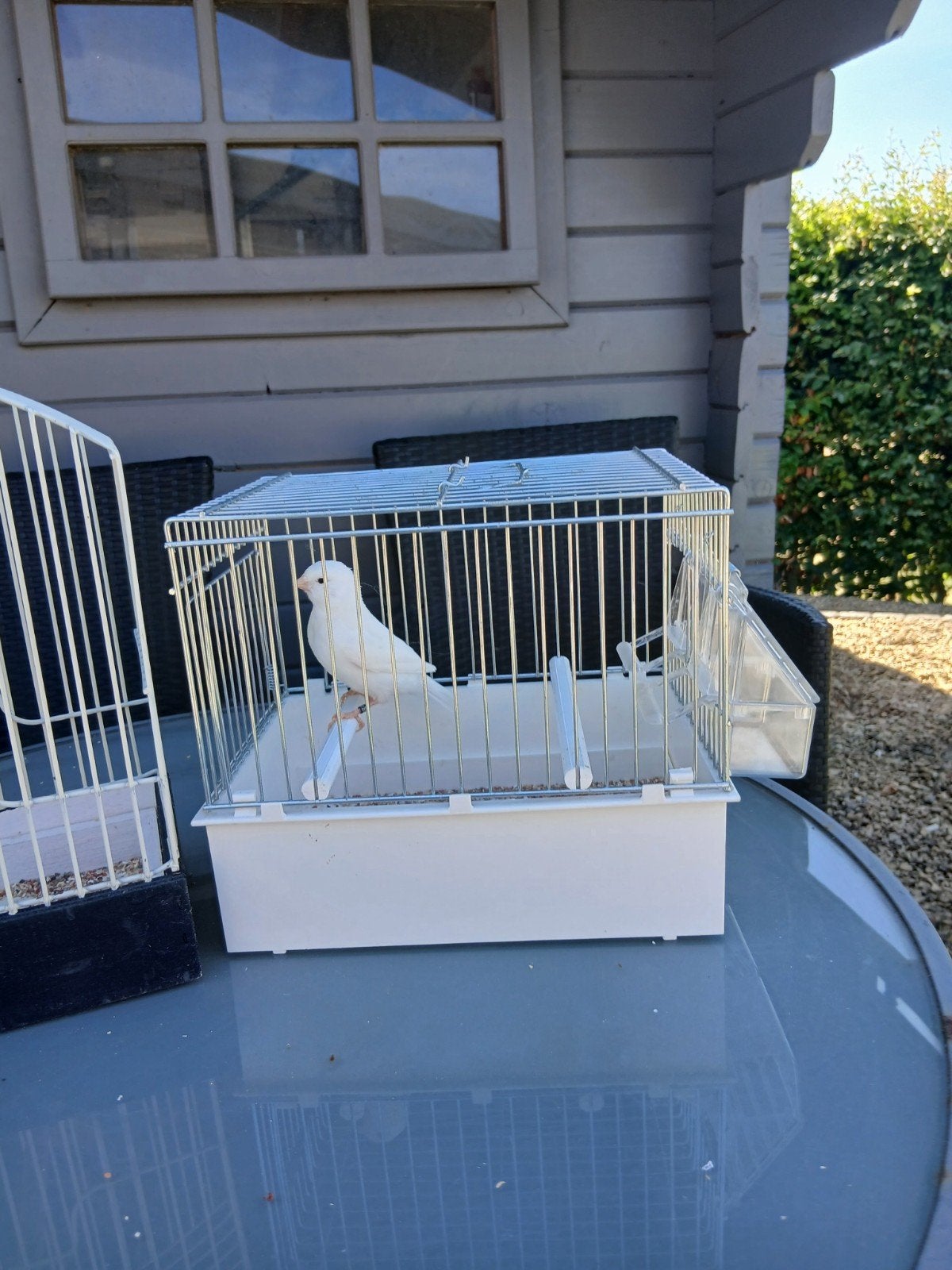 Witte en gele kanaries, Dieren en Toebehoren