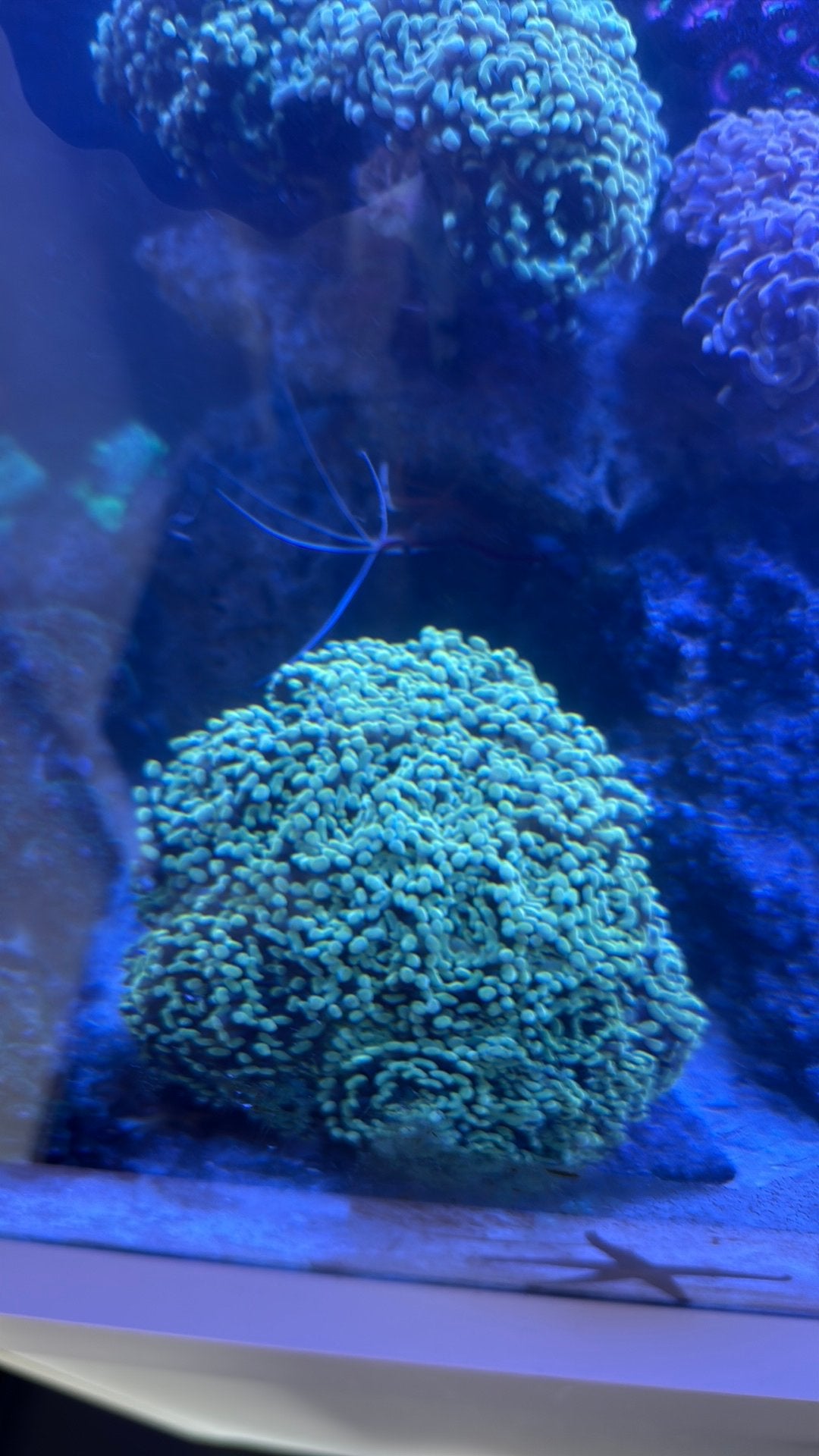 Euphyllia