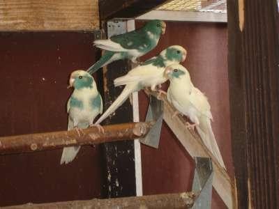 kakariki colorés bleus matures, Plusieurs animaux, Perruche, Bagué