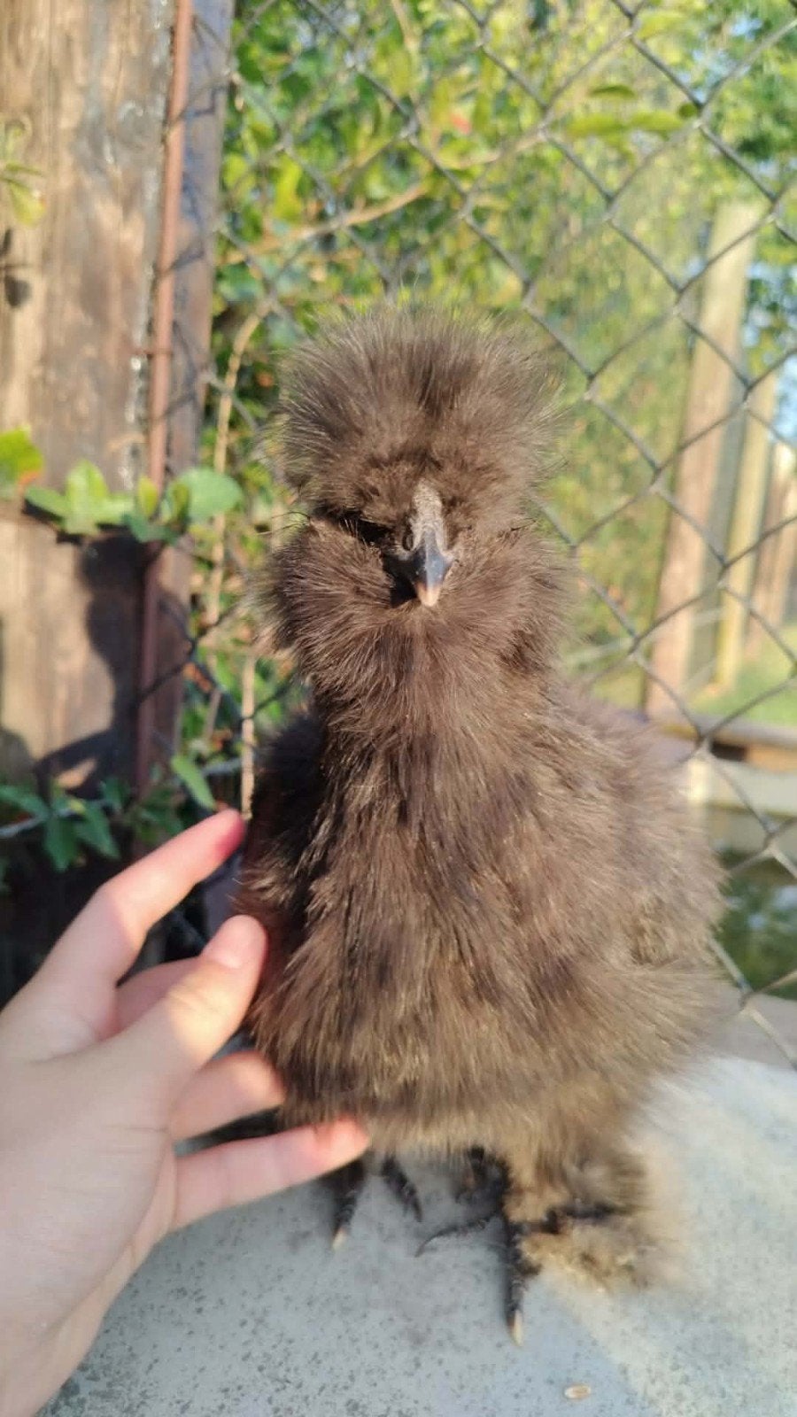 Zijdehoen broedeieren, Dieren en Toebehoren, Pluimvee
