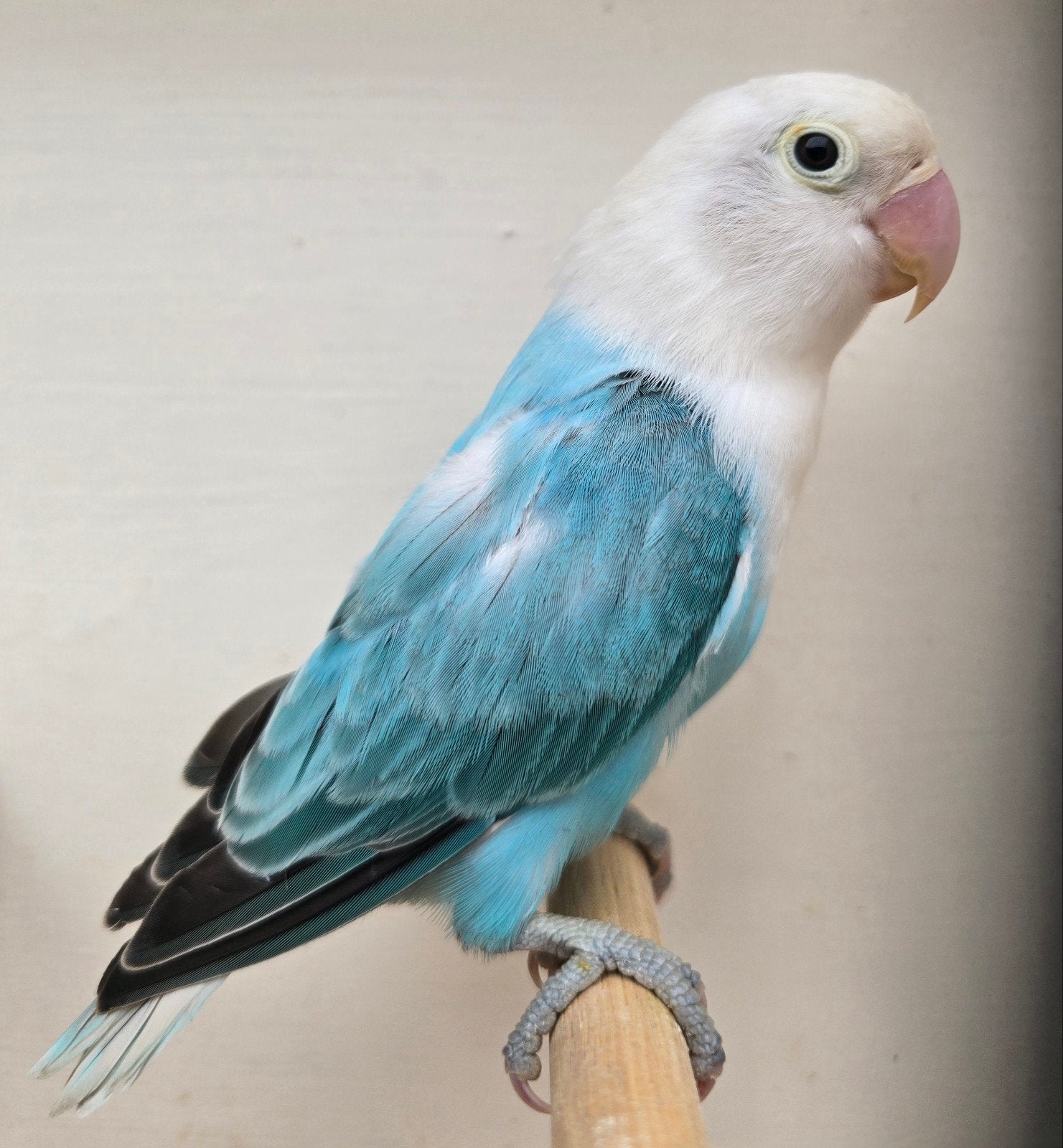 Blauw Opaline Fischeri 2026, Dieren en Toebehoren, Mannelijk, Dwergpapegaai of Agapornis, Geringd