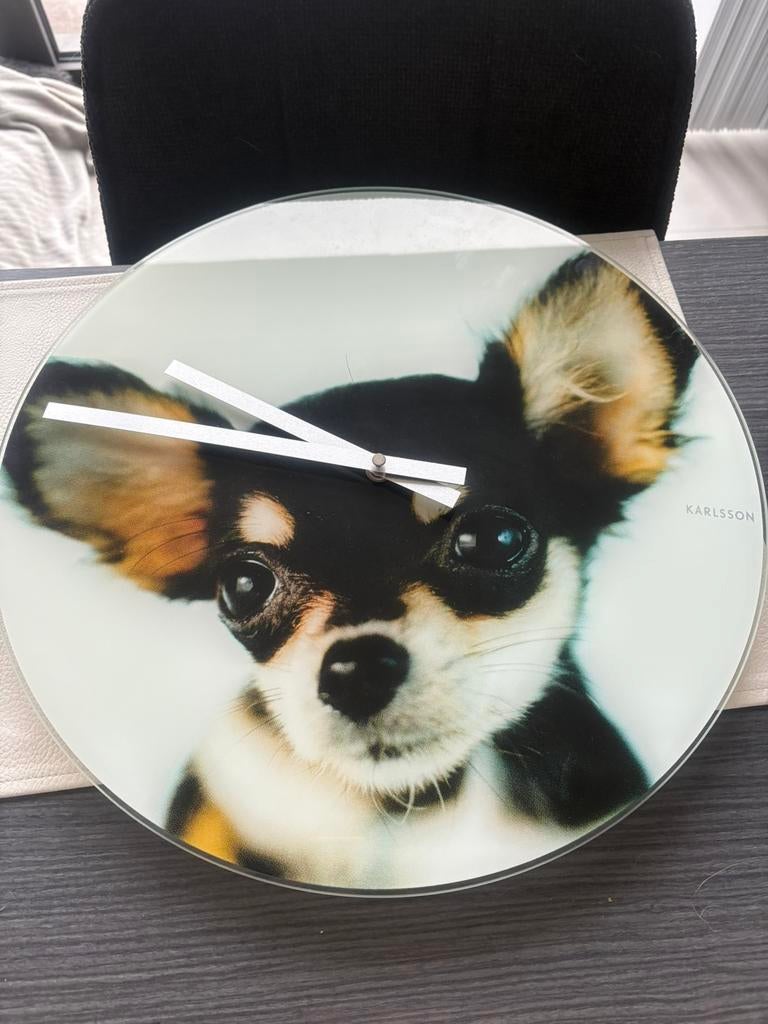 Klok karlsson chihuahua, Enlèvement