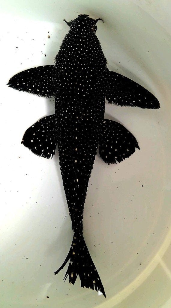 Schitterende L240 pleco's, Vis, Zoetwatervis