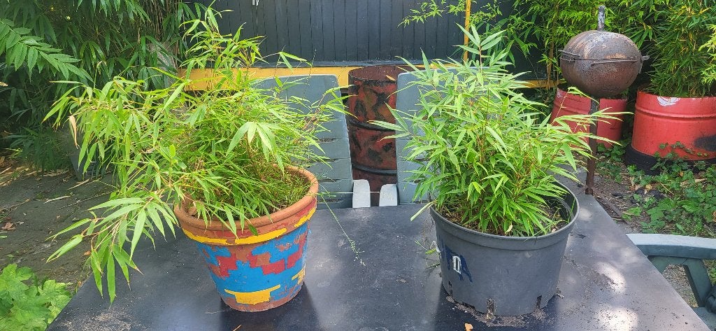 Bamboe, Jardin & Terrasse, Plantes | Arbustes & Haies, Enlèvement, Bambou, Haie, Moins de 100 cm