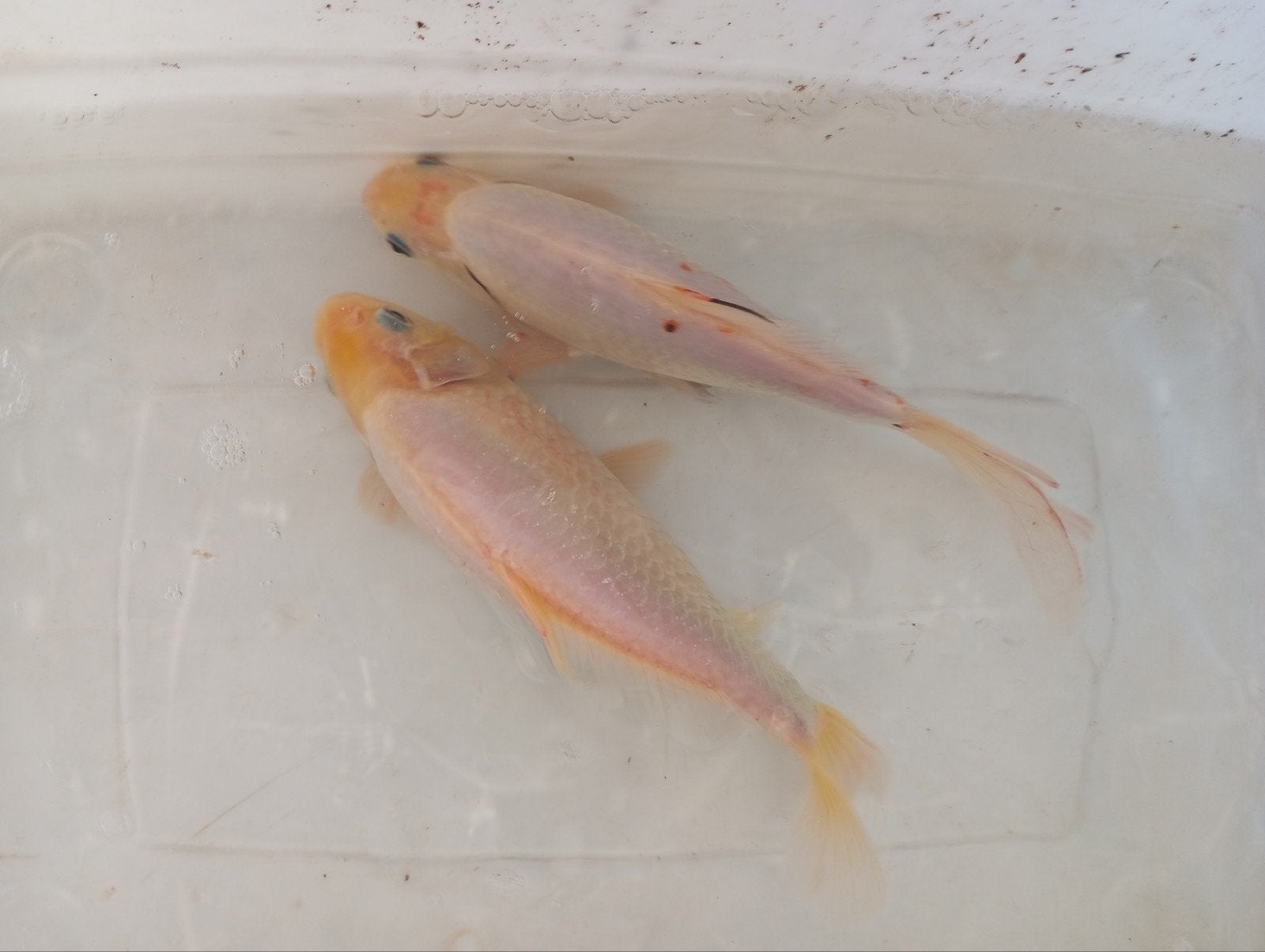 twee witte goudvissen 25 cm, Dieren en Toebehoren