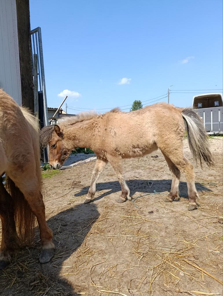 Shetland merrie veulen, Dieren en Toebehoren, Merrie, Gechipt, 0 tot 2 jaar