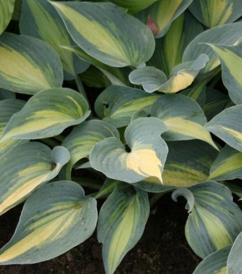 Hosta - diverse soorten uit volle grond !moeten weg 3 € /st!, Tuin en Terras, Ophalen of Verzenden