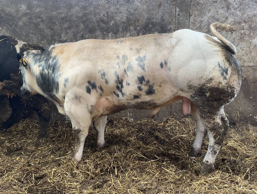 Zeer lange en zware ingeschr dekstier 19 m, Mâle, 0 à 2 ans