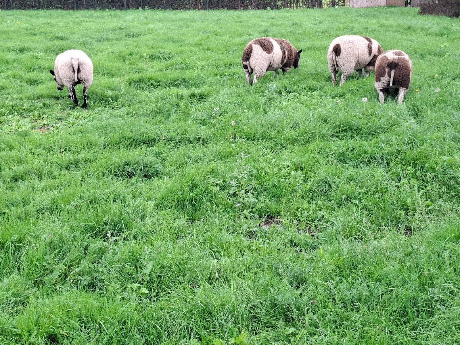4 bonte ooilammeren
