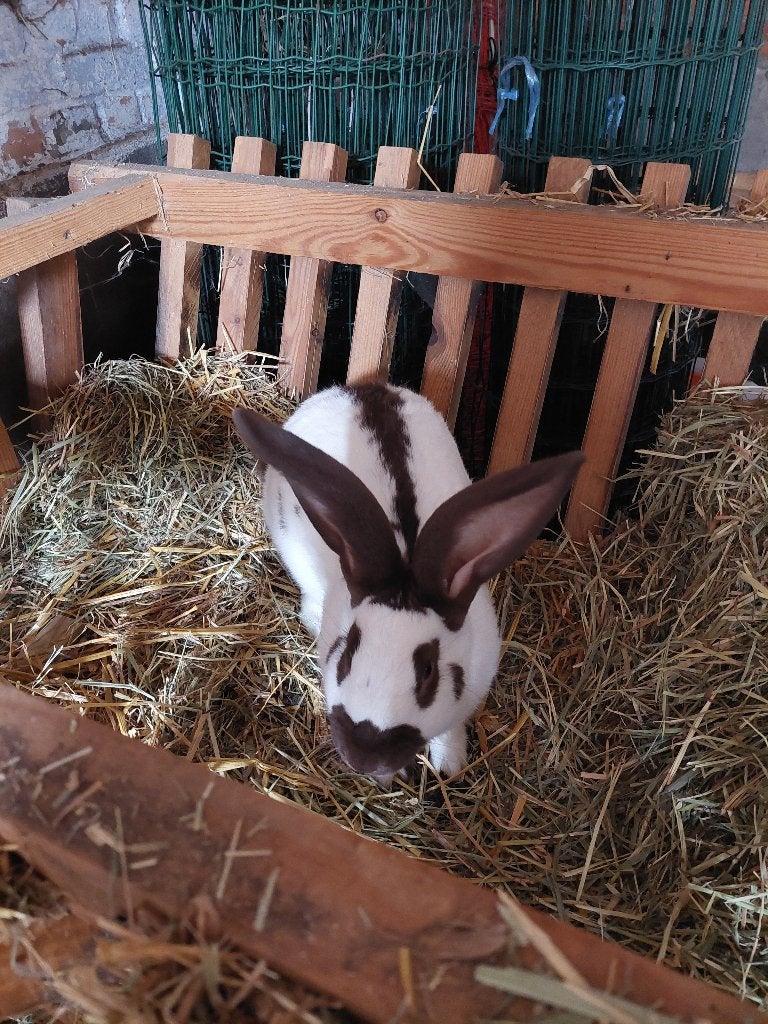 Mooi getekende Lotharinger rammelaar, Dieren en Toebehoren, Konijnen, Mannelijk, Groot, 0 tot 2 jaar