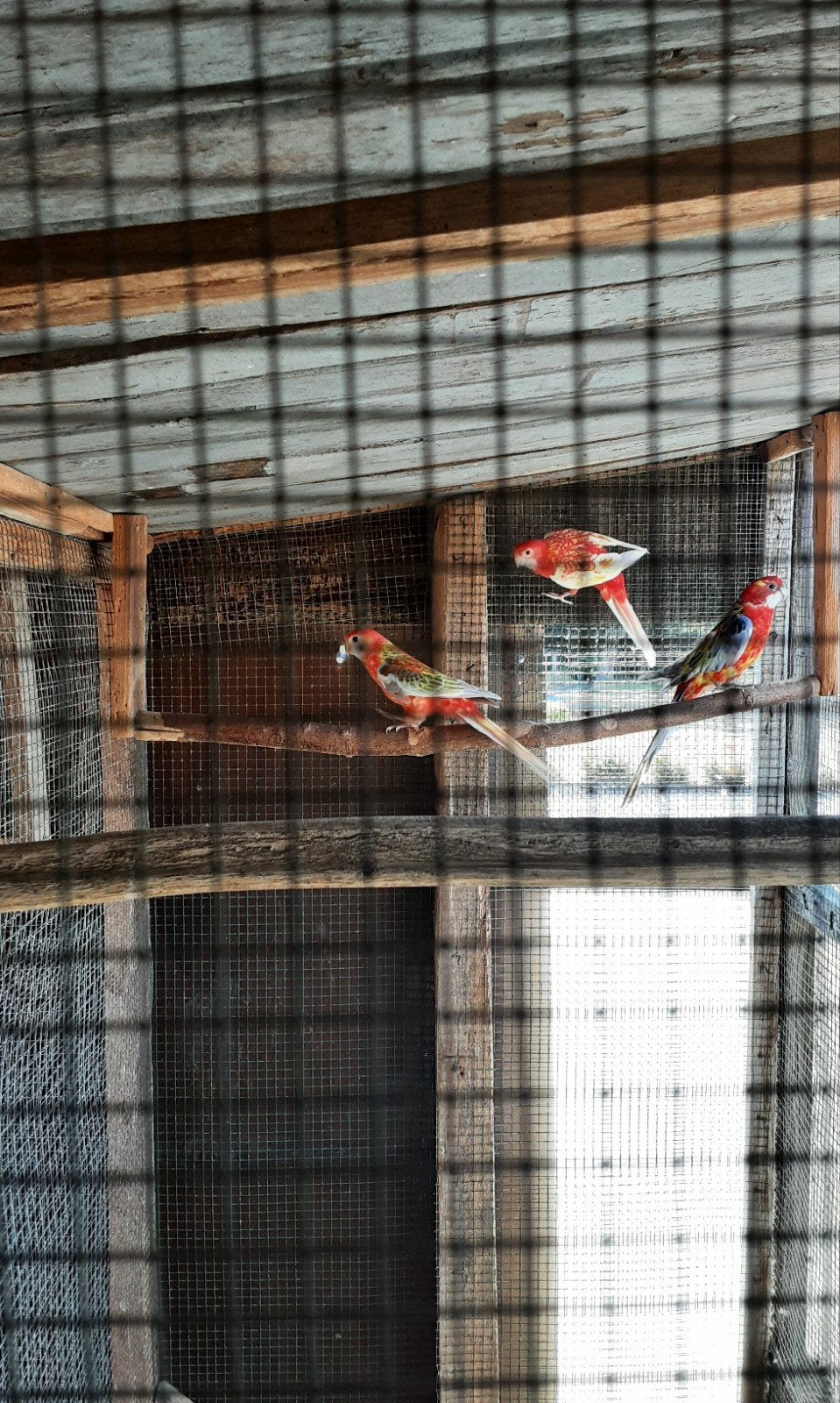 rosella man