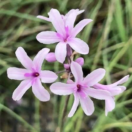 Tulbachia Purple Eye aan opruimprijs, Jardin & Terrasse, Plantes | Jardin, Enlèvement