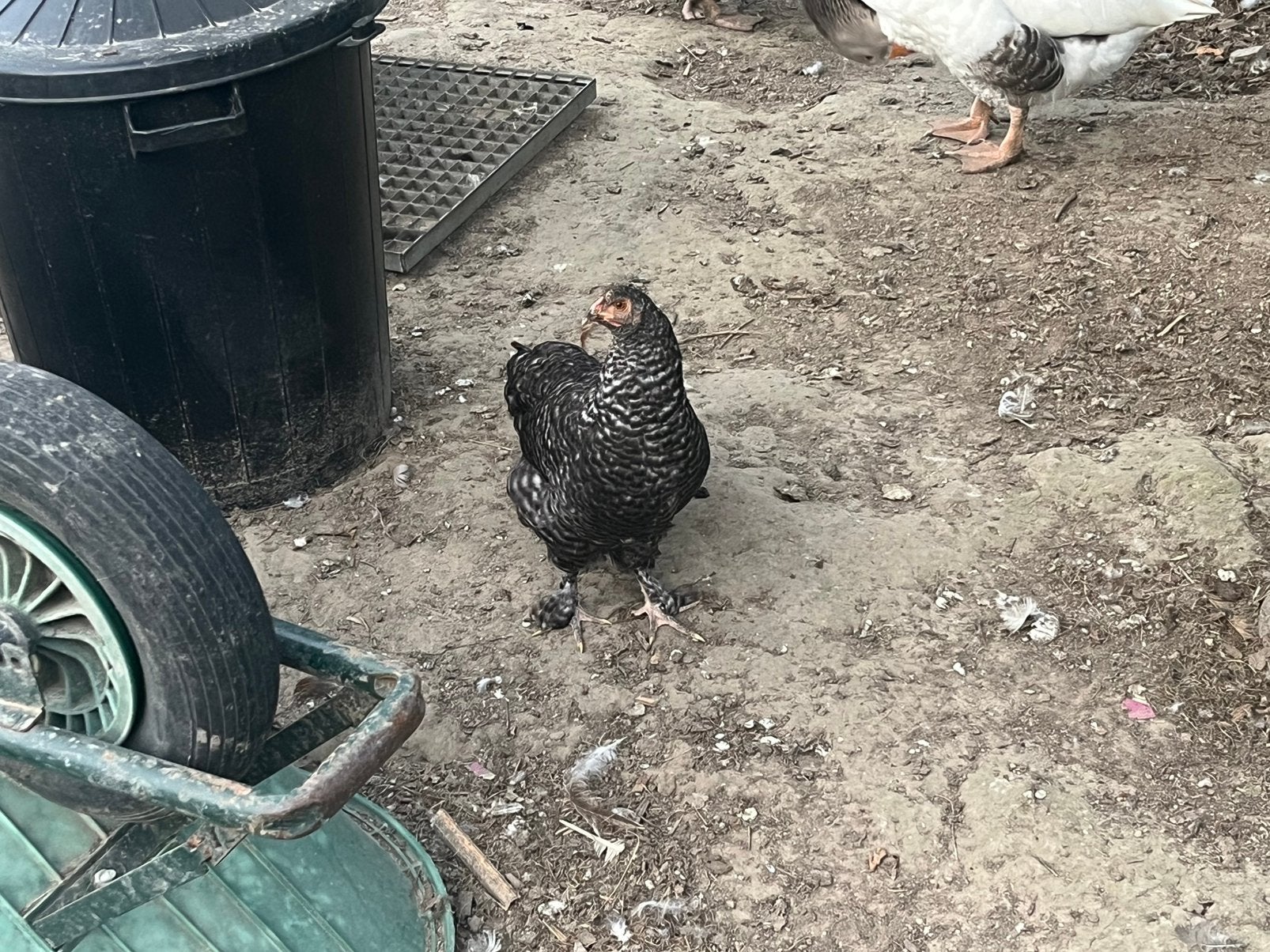 Haantje, Dieren en Toebehoren, Mannelijk, Kip