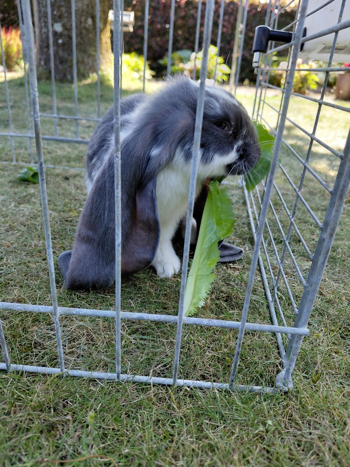 Engelse hangoor konijnen., Dieren en Toebehoren, Konijnen, Hangoor