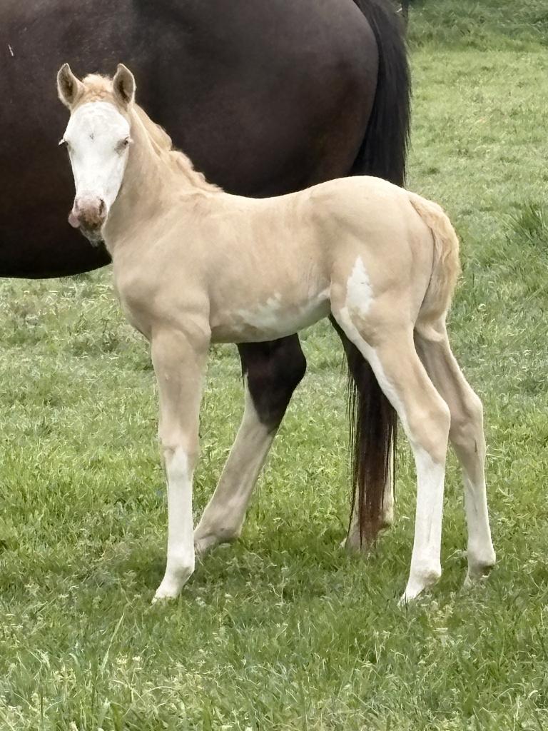 AQHA quarter merrie veulen ARH Trashy Surprise, Moins de 160 cm, Cheval western, Avec pedigree, 0 à 2 ans
