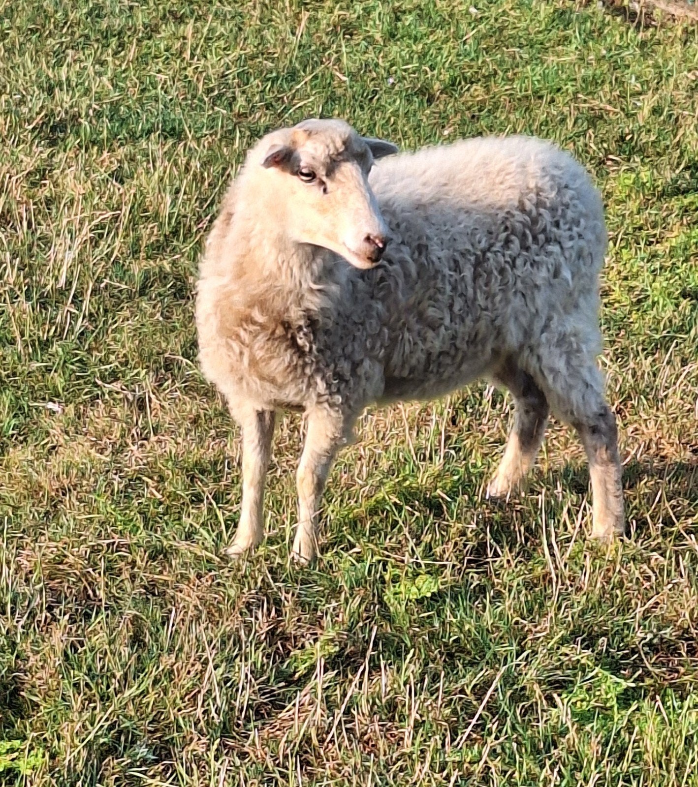 hele mooie ouessant ooien, Femelle, Mouton