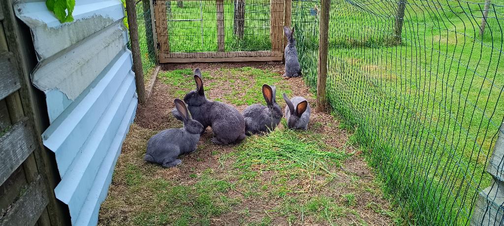 Géant flamand, Animaux & Accessoires, Lapins, Grand, Plusieurs animaux, 0 à 2 ans