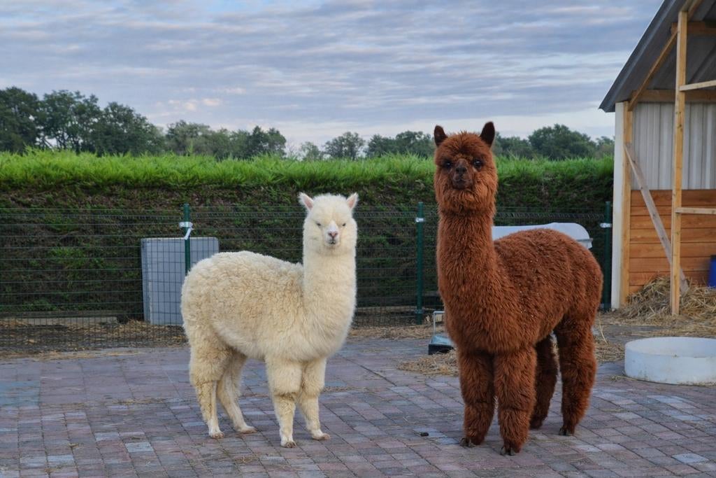 Bruine alpaca hengst te koop moet dringend weg!!, Dieren en Toebehoren, Januari, Mannelijk