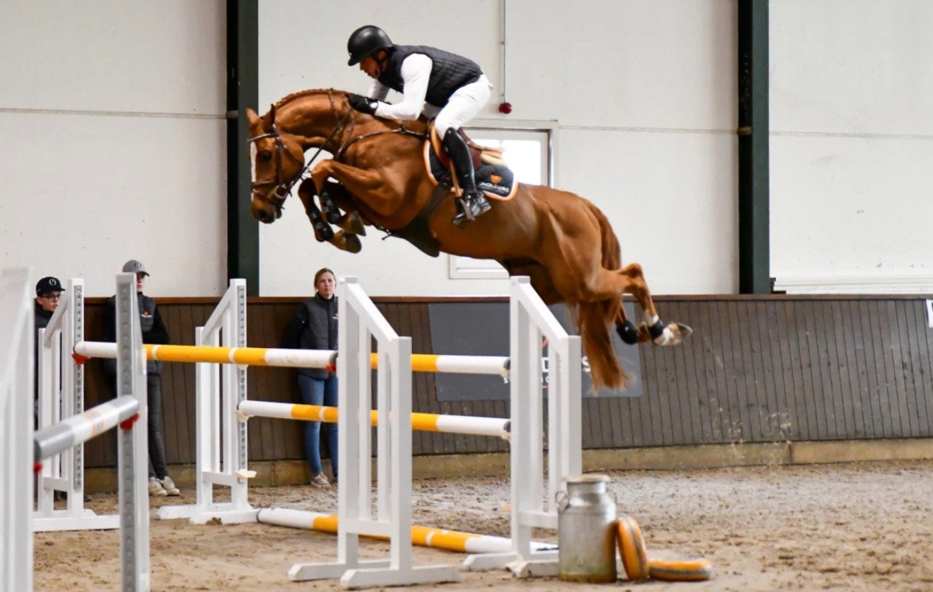 EVT TE RUIL Ugano sitte x Carthago drachtig ECCLESTONE Z, Merrie, Springpaard, Met stamboom, Z