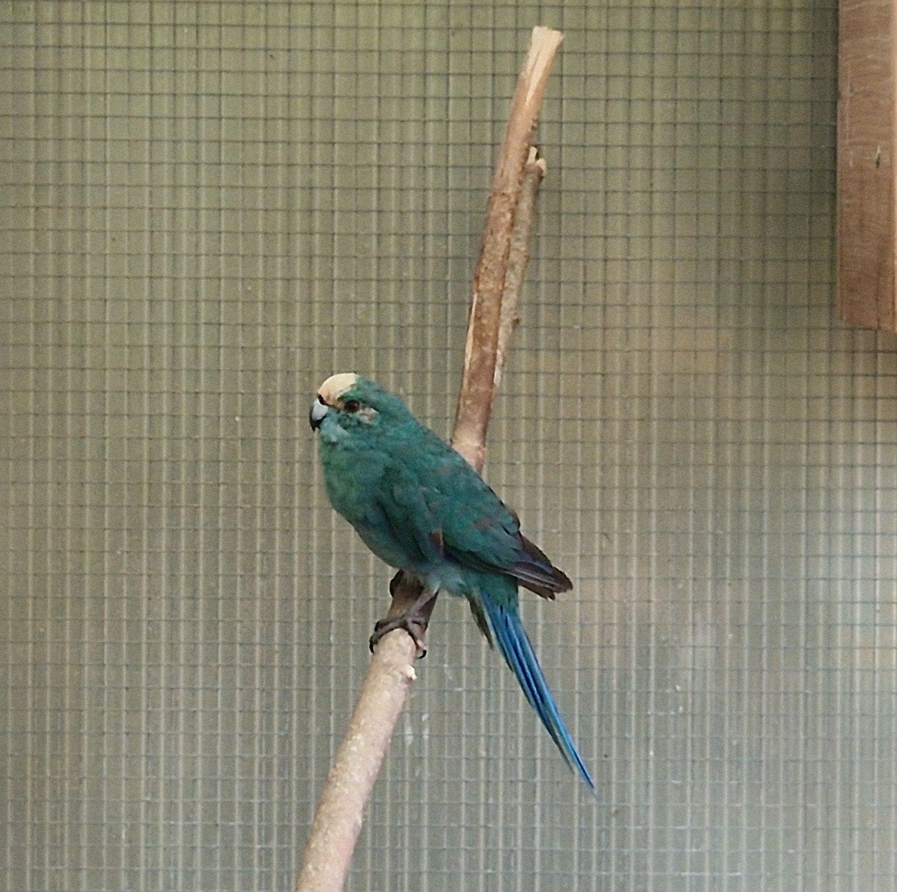 Blauwe kakariki man, Dieren en Toebehoren, Vogels | Parkieten en Papegaaien, Mannelijk, Parkiet, Geringd