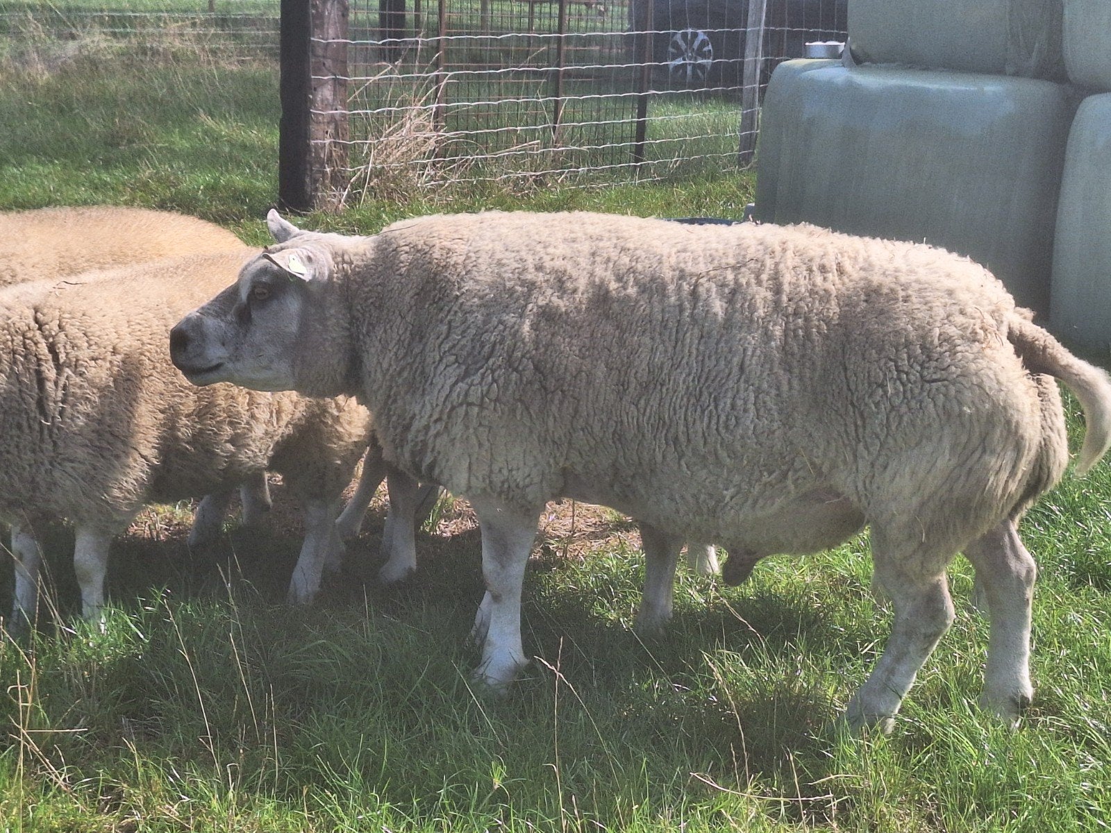 Nederlandse texel dekram met stamboom, Mâle, Mouton, 6 ans ou plus