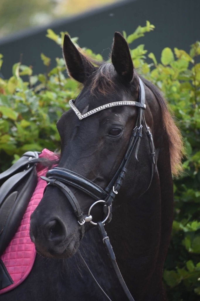Bloedmooie, gezonde , 00 Seven x Jazz x Contango merrie, 11 ans ou plus, Avec pedigree, 165 à 170 cm, Ne s'applique pas