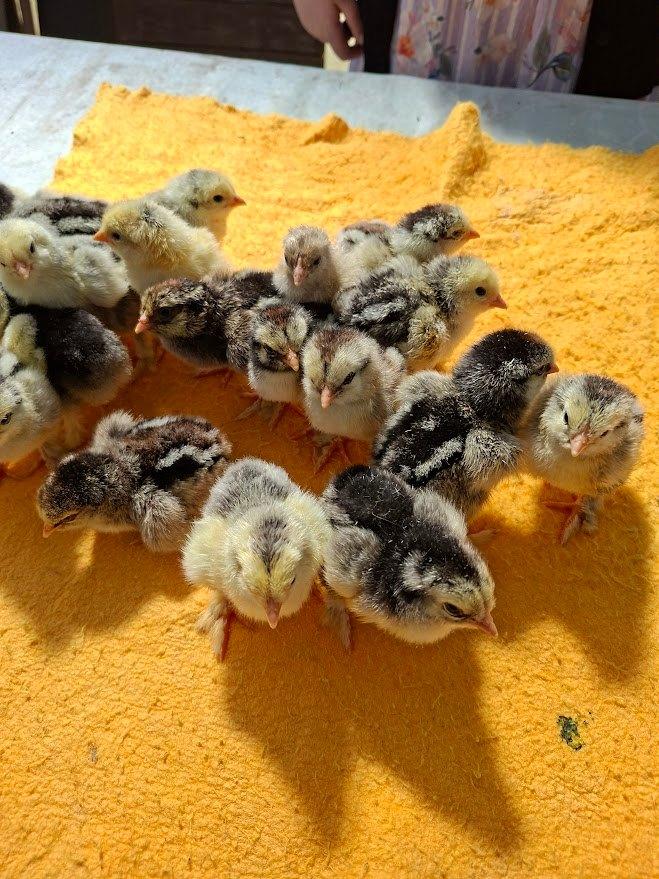 Poussins de jour de Brahma argenté/noir ourlés, Animaux & Accessoires, Volatiles, Poule ou poulet, Sexe inconnu