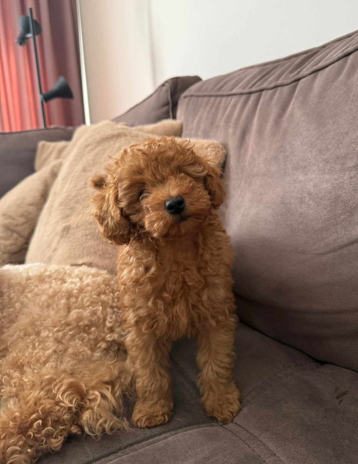 Toy poedel, Caniche, Maladie de Carré (chiens), 8 à 15 semaines, Plusieurs