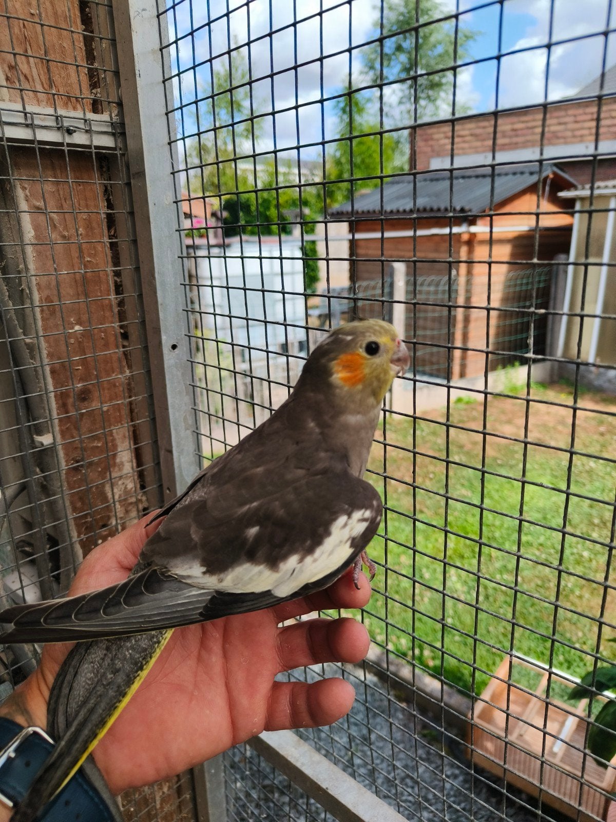 jonge handtamme valkparkiet, Dieren en Toebehoren, Vogels | Parkieten en Papegaaien, Geringd