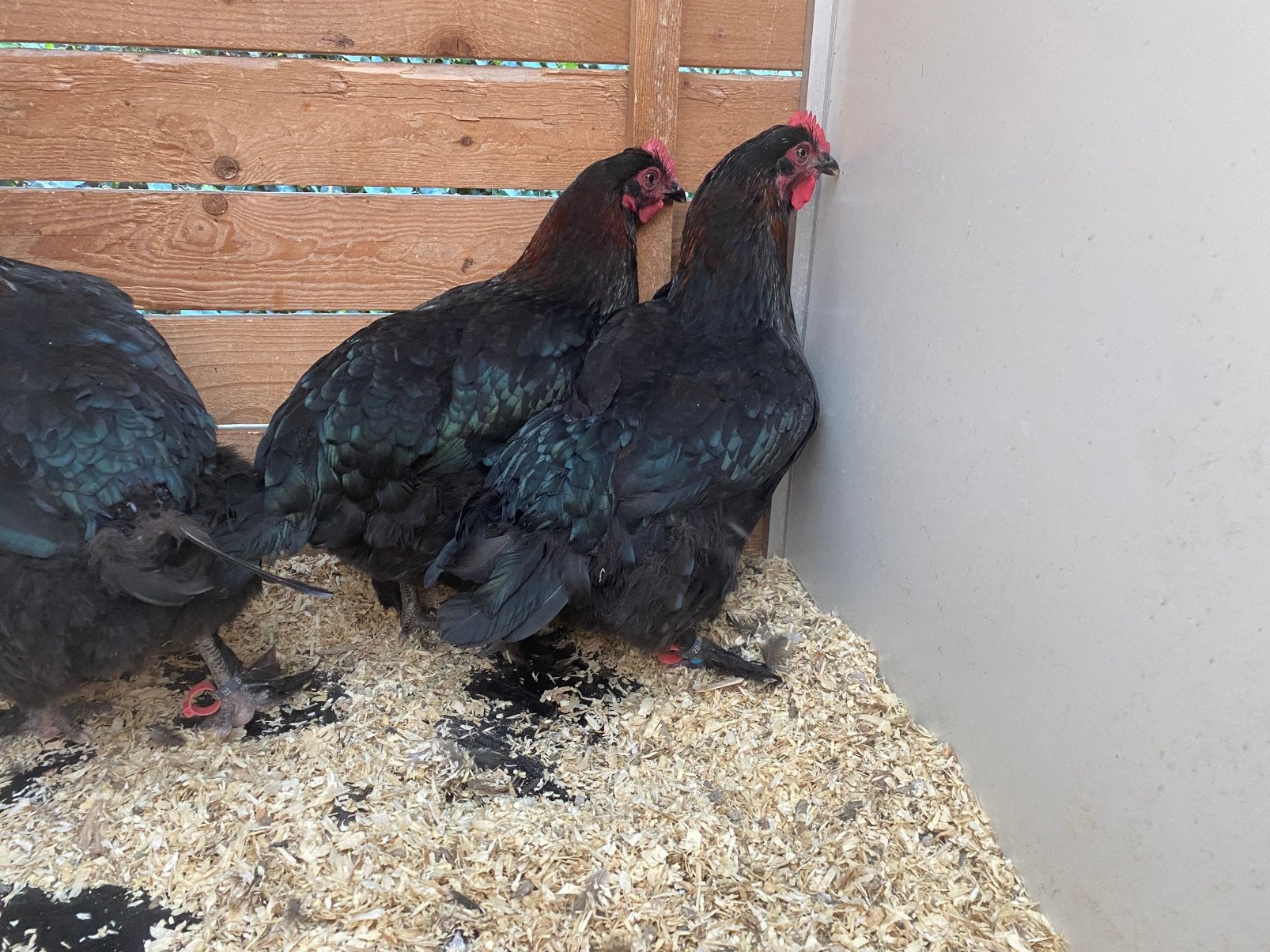 2 marans zwart-koper hennen, Dieren en Toebehoren, Pluimvee