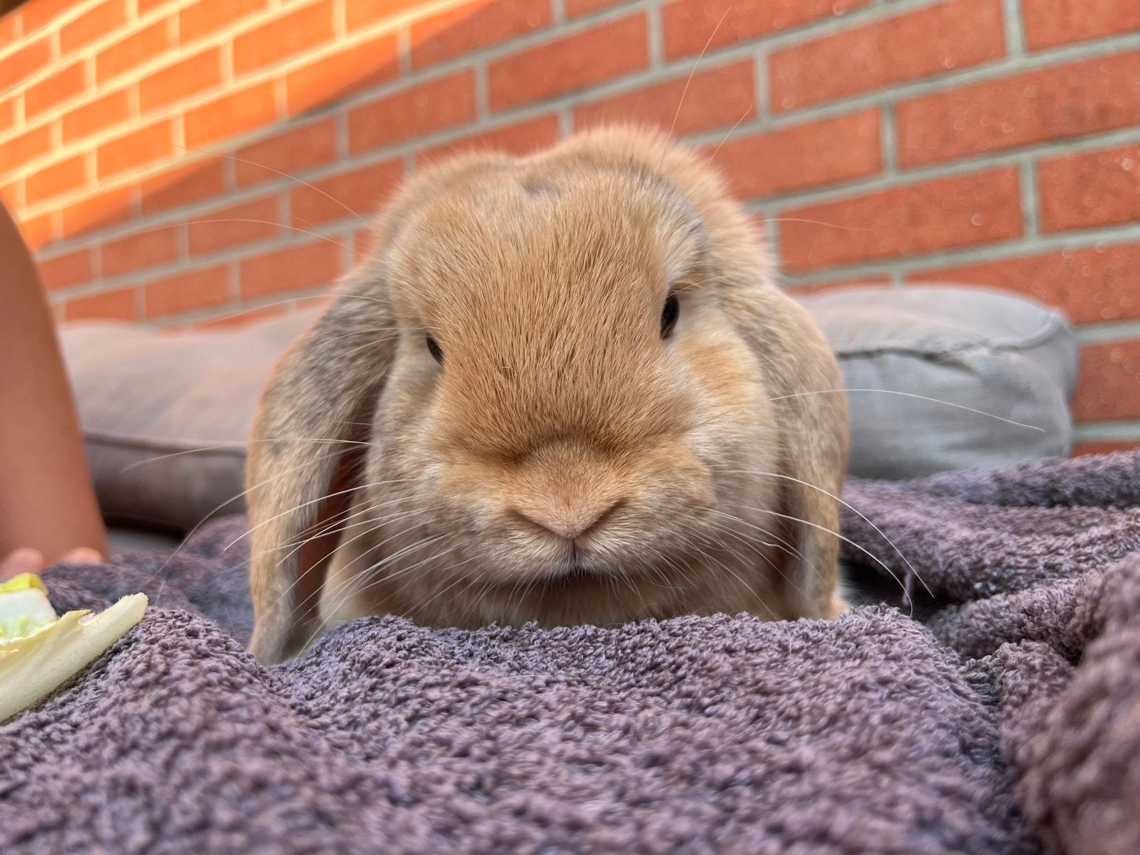 Mini lop ram, Dieren en Toebehoren, Konijnen, Dwerg, Mannelijk, 0 tot 2 jaar