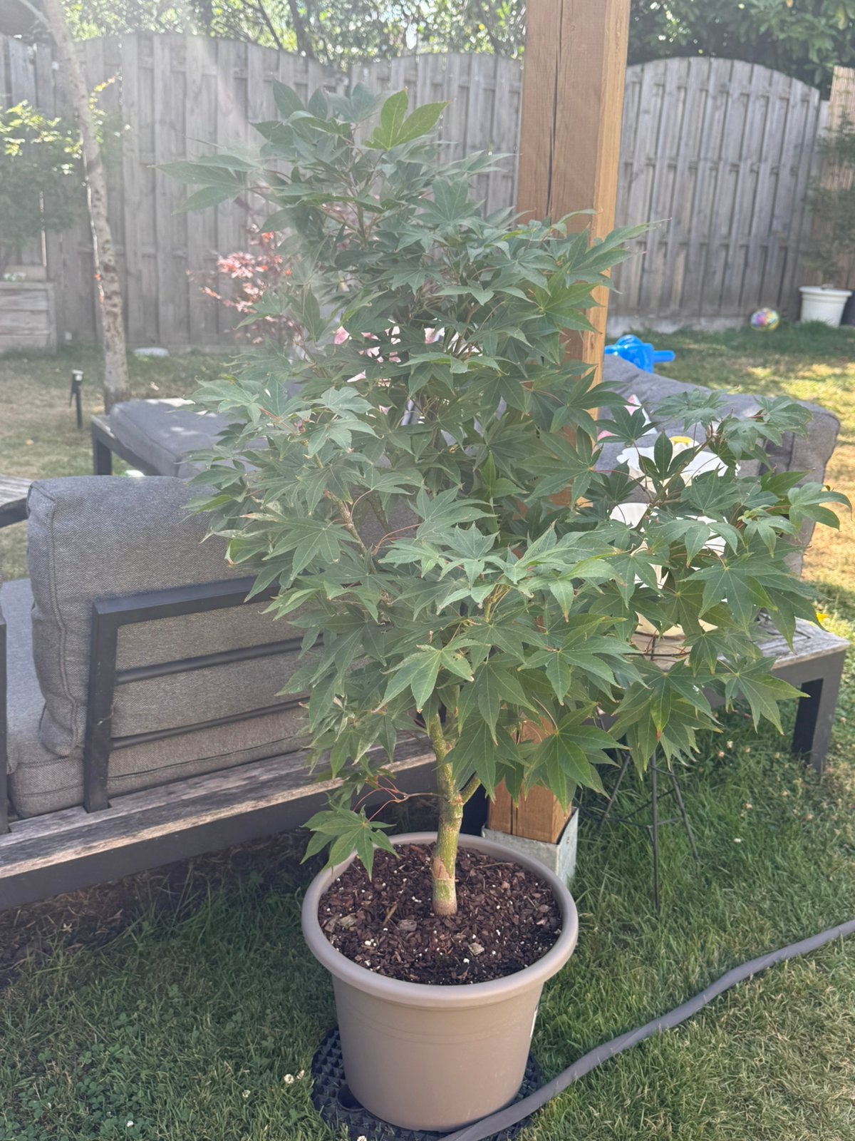 Acer Palmatum Osakazuki, Tuin en Terras, Ophalen, Halfschaduw, Overige soorten, 100 tot 250 cm