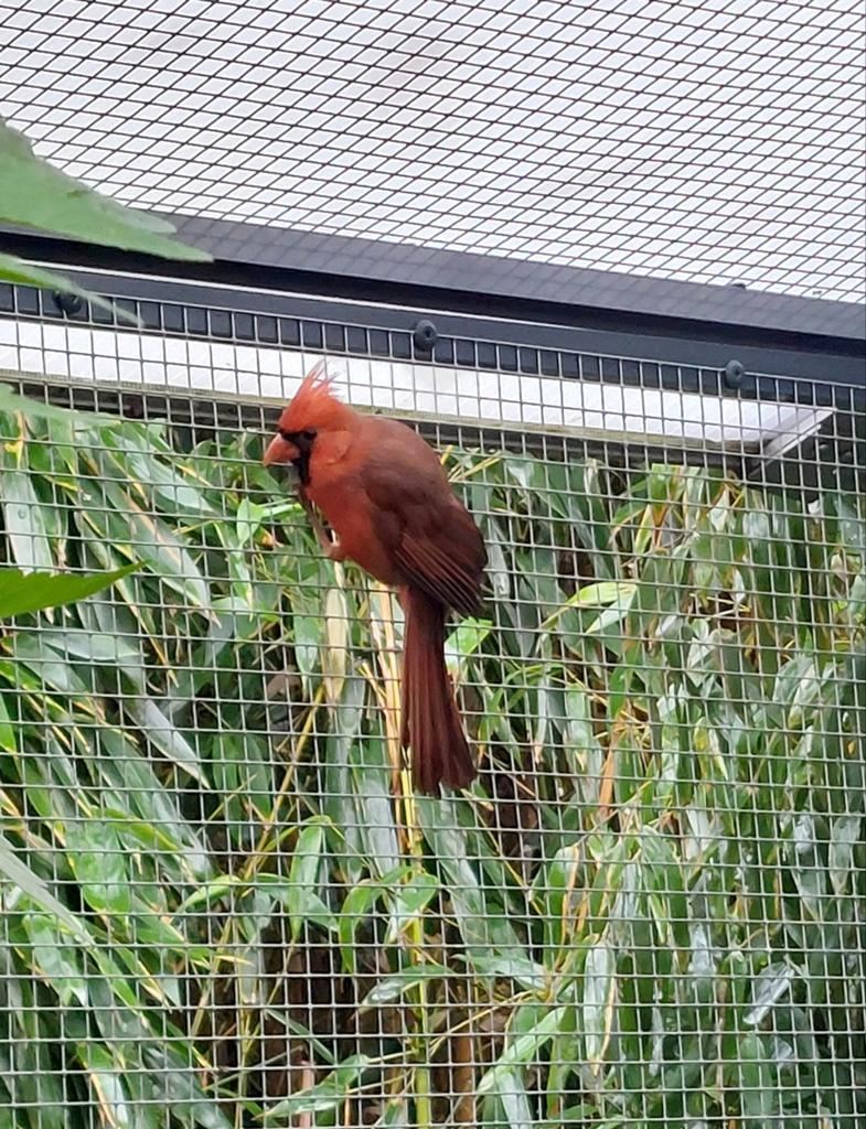 Rode kardinaal man, Dieren en Toebehoren, Vogels | Overige Vogels