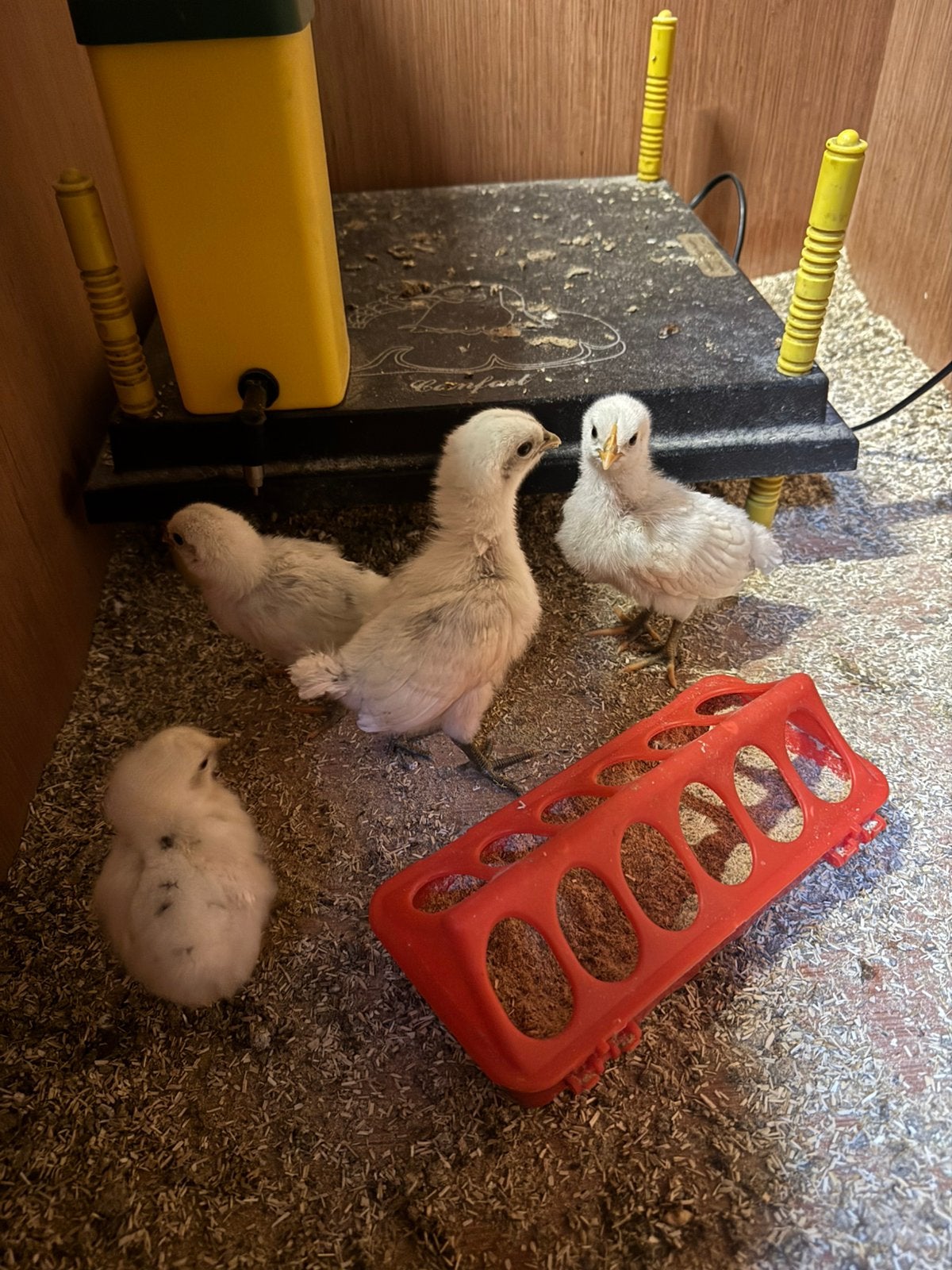 4 Zombie kuikens, Poule ou poulet