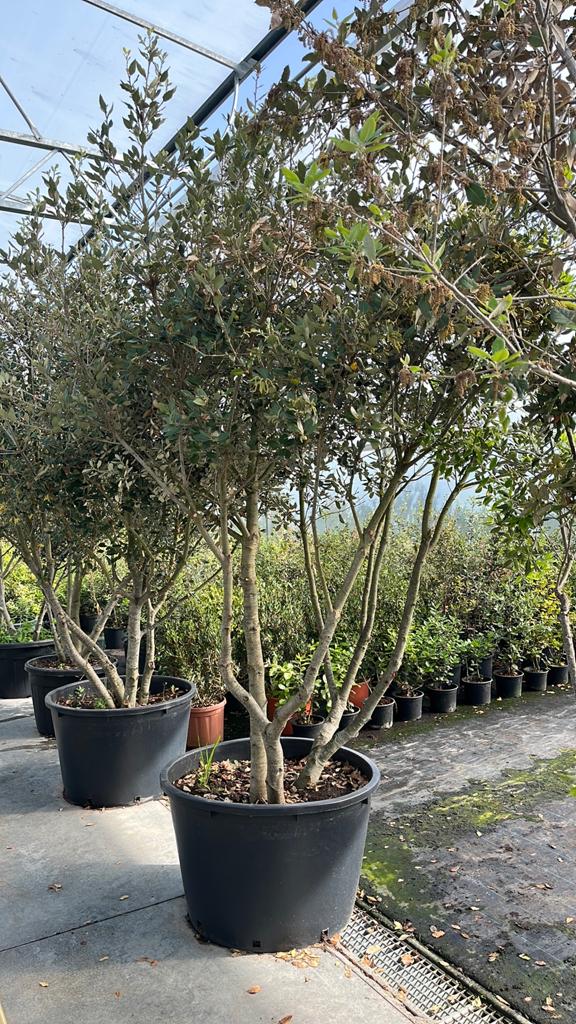 Quercus ilex- steeneik, Tuin en Terras, Ophalen