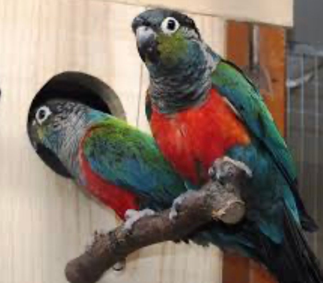 Couple conure perlata reproducteur