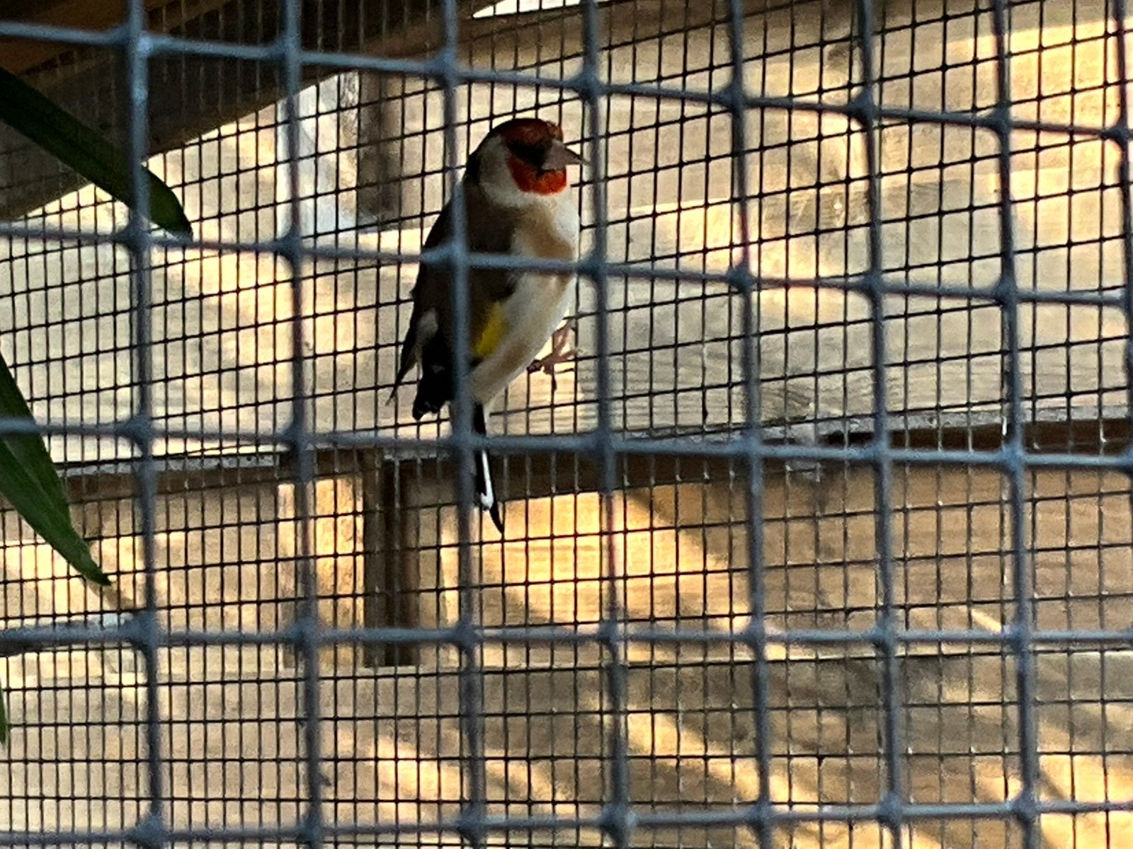 Distelvink, Dieren en Toebehoren, Vogels | Overige Vogels