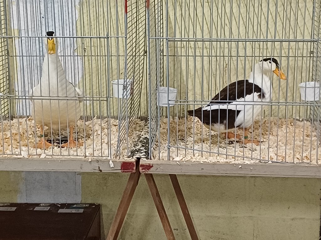 Ekstereend, Meerdere dieren, Eend
