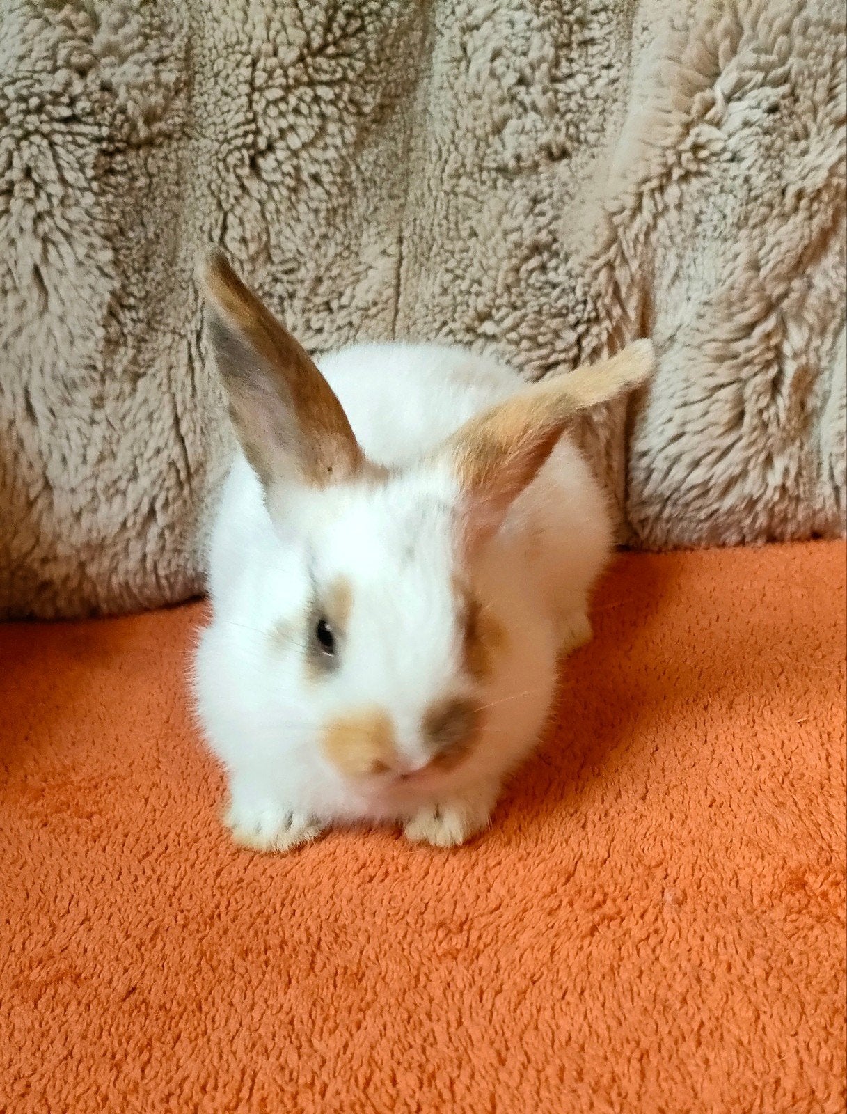 minilop x leeuwenkopje dwergkonijn, Animaux & Accessoires, Femelle, Nain, 0 à 2 ans