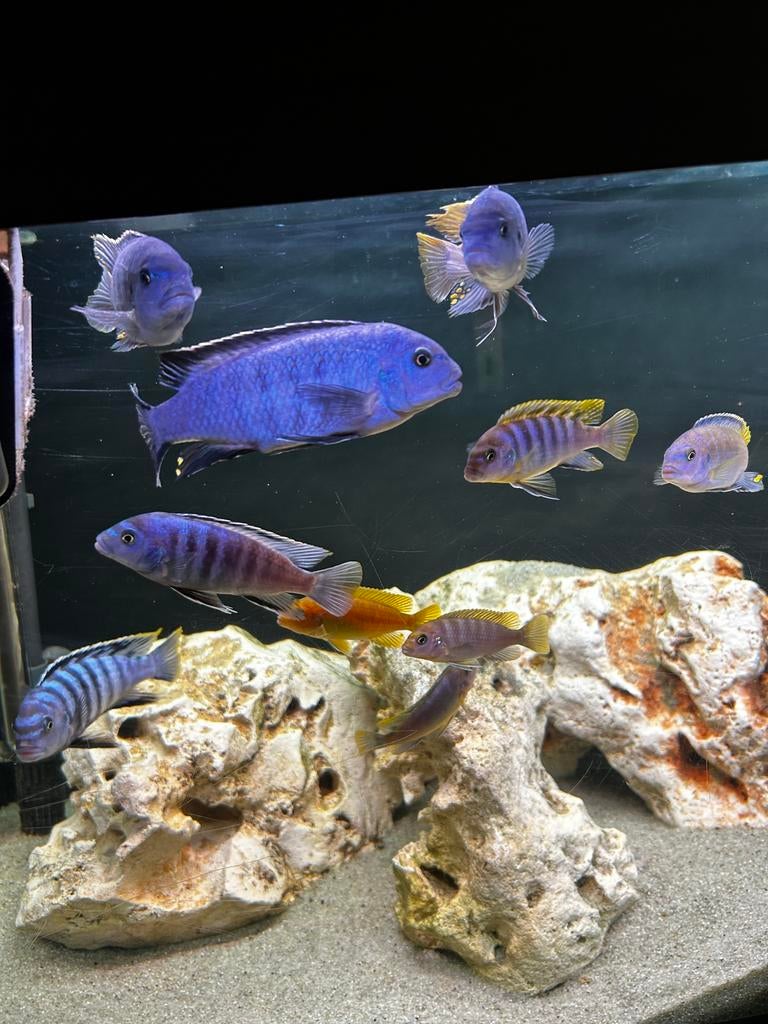 Malawi cichliden, Animaux & Accessoires, Poissons | Poissons d'aquarium, Poisson d'eau douce, Poisson