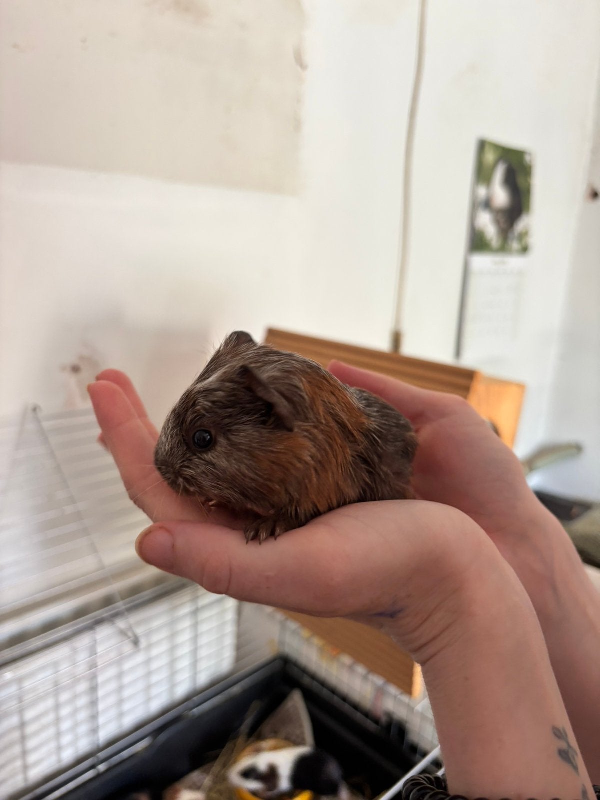 Cavia mannetjes te koop!, Dieren en Toebehoren, Cavia, Juni, Mannelijk, Tam