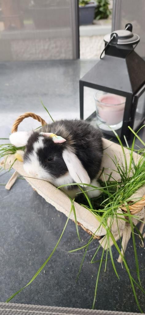 Bébés lapins
