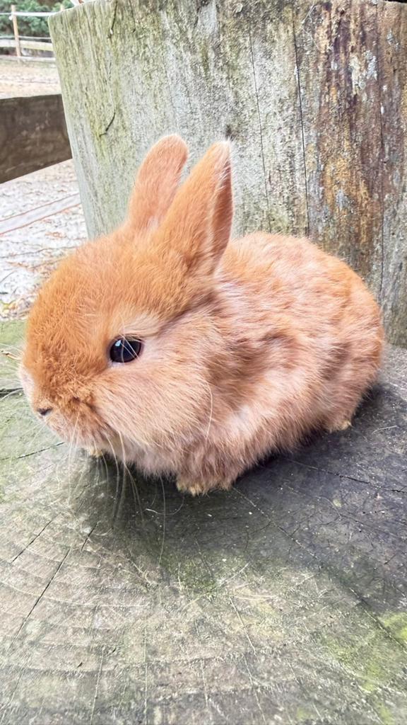 kleurdwerg konijntjes te koop!