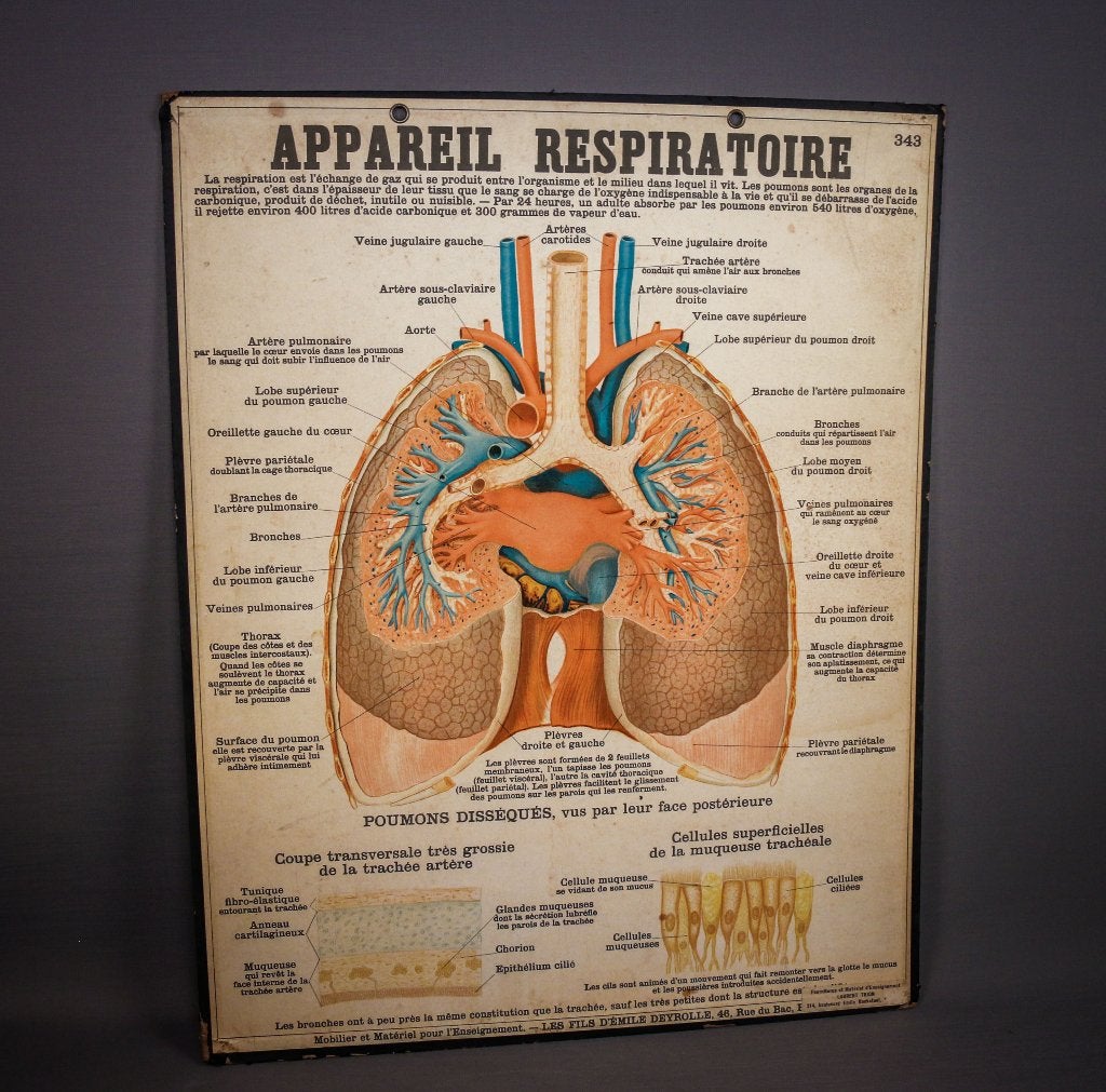 Affiche des Fils Deyrolle début 20ème, Enlèvement