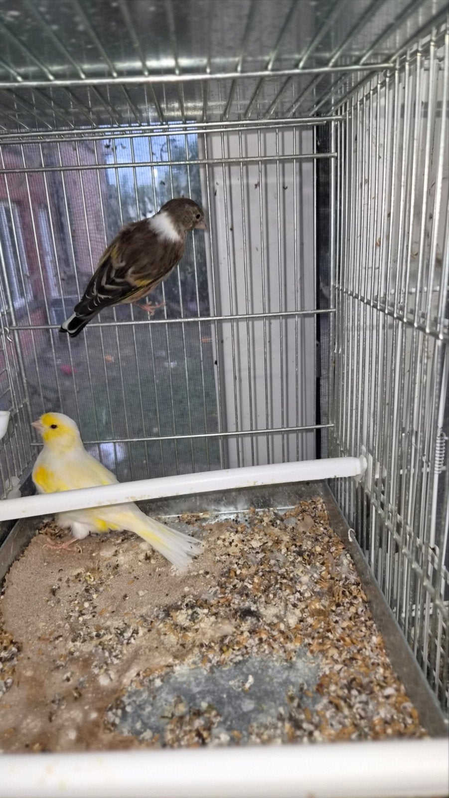 mutatie putter x kanarie poppen
