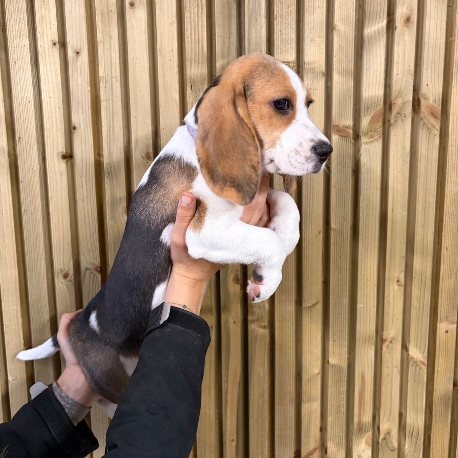 Mooi Beagle teefje, Dieren en Toebehoren, België, Beagle, 8 tot 15 weken, Meerdere