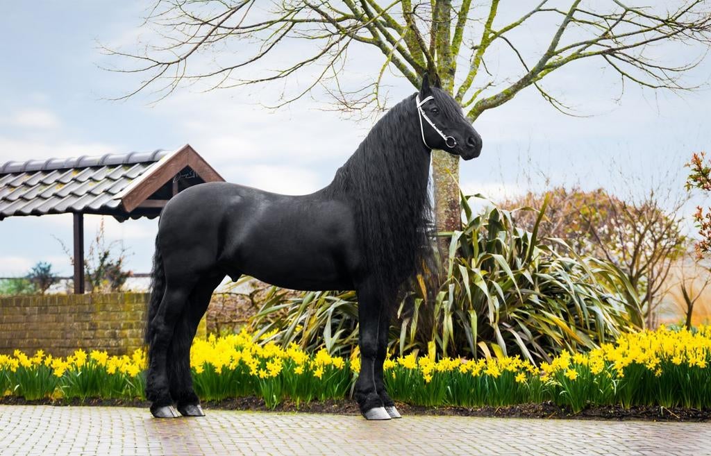 2 friezenpaarden te koop, Dieren en Toebehoren, Met stamboom, M, Dressuurpaard, Hengst